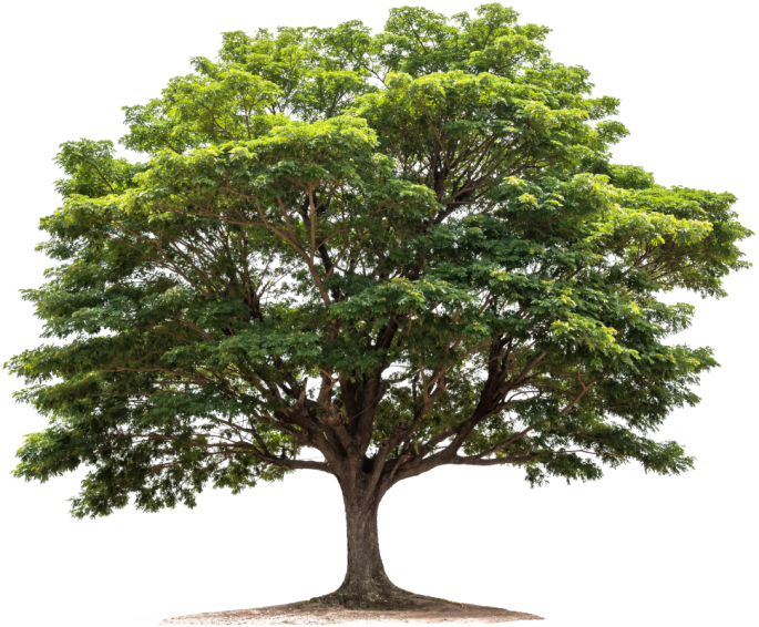 Baum 